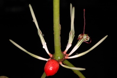 Helicanthes elastica